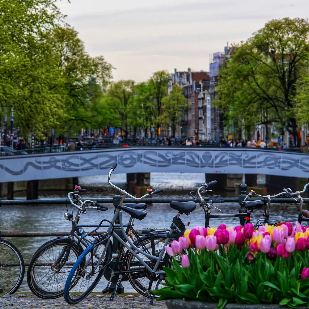 Fietsen en tulpen op een grachtenbrug in Amsterdam: vergelijk de rijscholen in Amsterdam