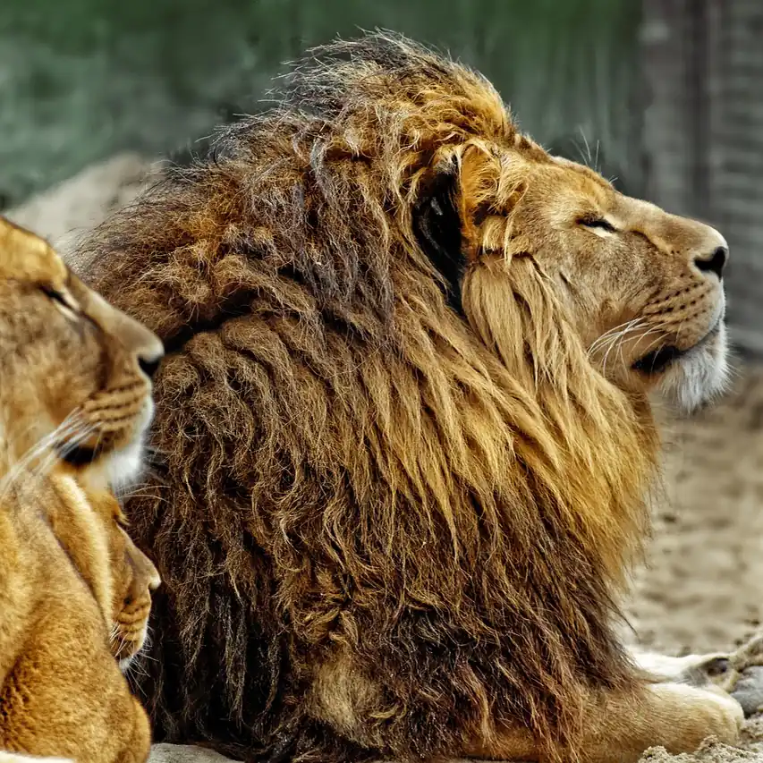 Leeuwen in dierenpark Hoenderdaell in Anna Paulowna, waar je de rijscholen in Anna Paulowna kunt vergelijken