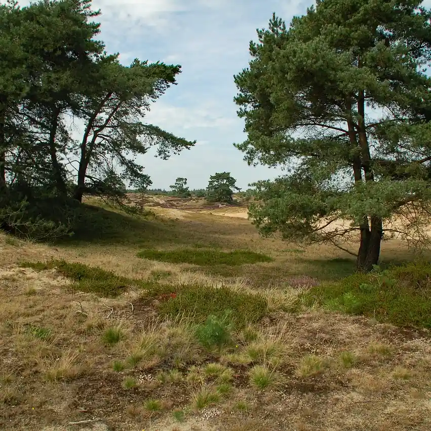 Natuur bij Appelscha: rijscholen in Appelscha vergelijken