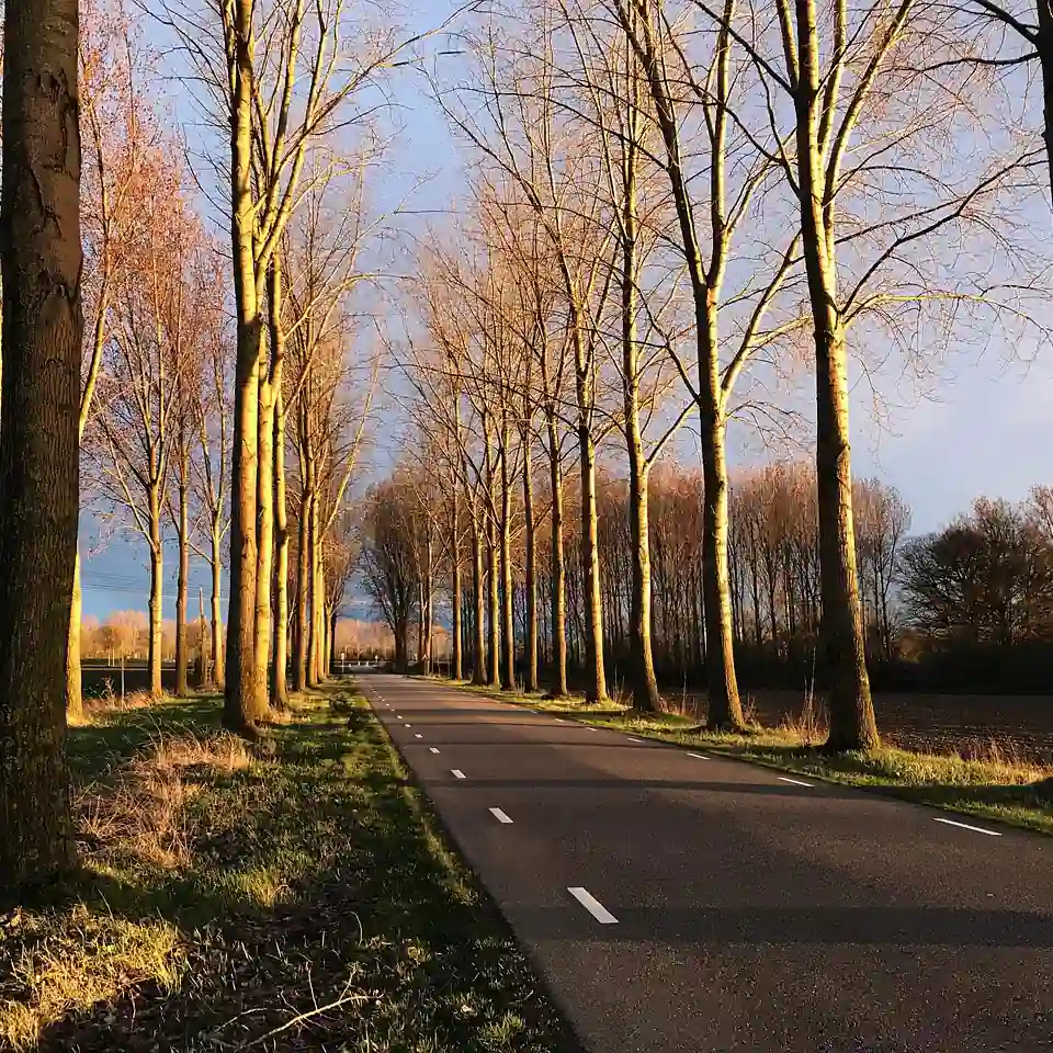Een bomenlaan bij Beegden in de herfst, vlak bij Heel: alle rijscholen in Heel op een rij