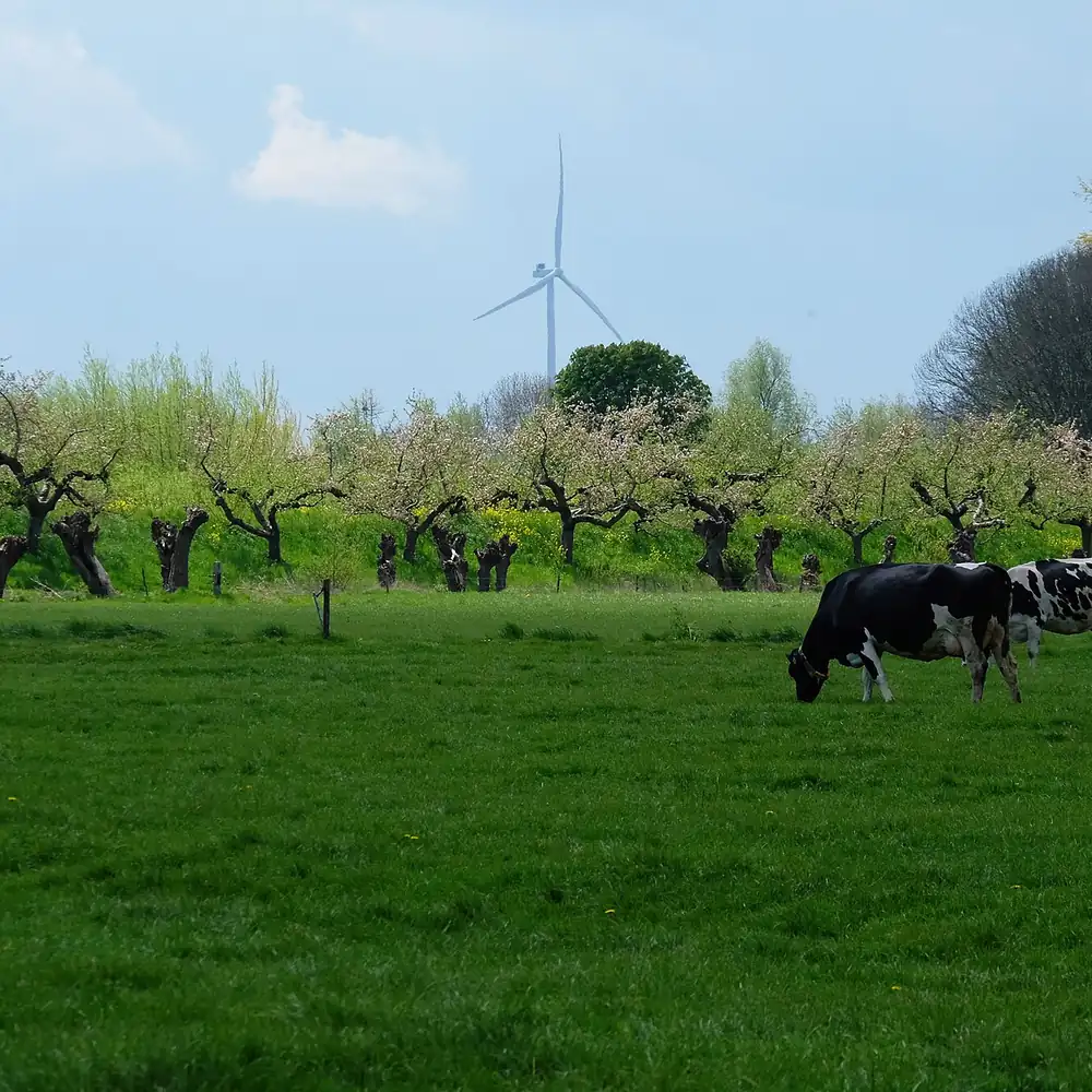 Het Betuwse landschap bij Beesd: rijscholen in Beesd vergelijken