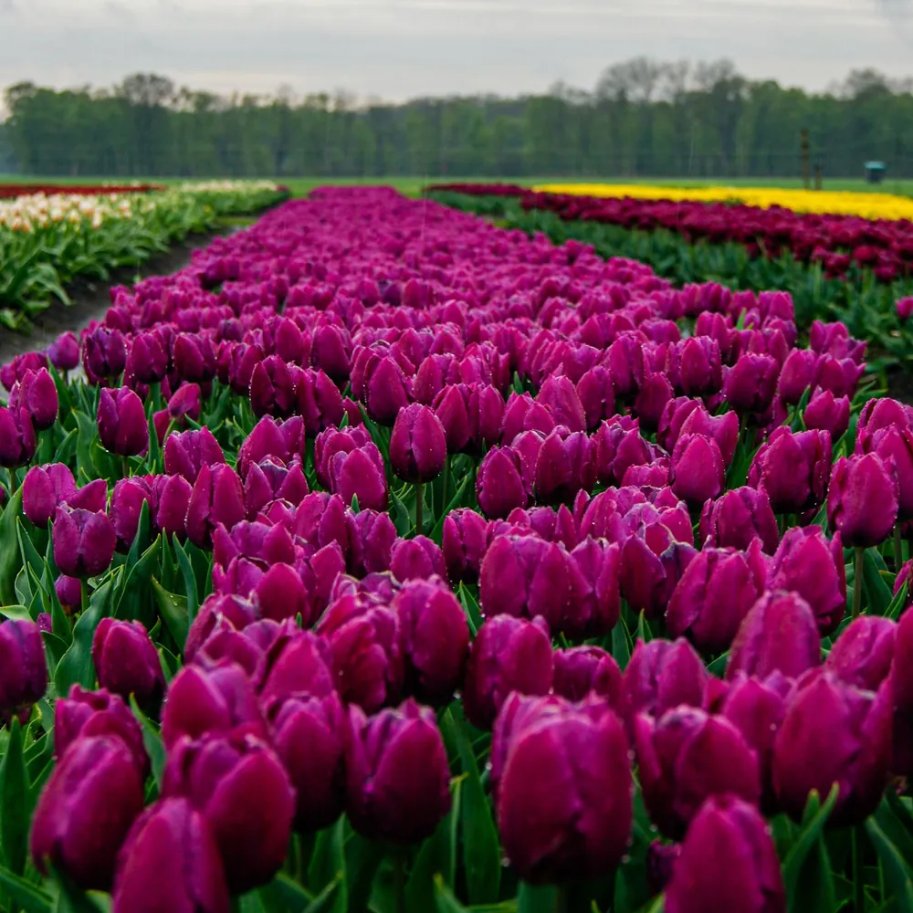 Een tulpenveld bij Beilen: alle rijscholen in Beilen op een rij