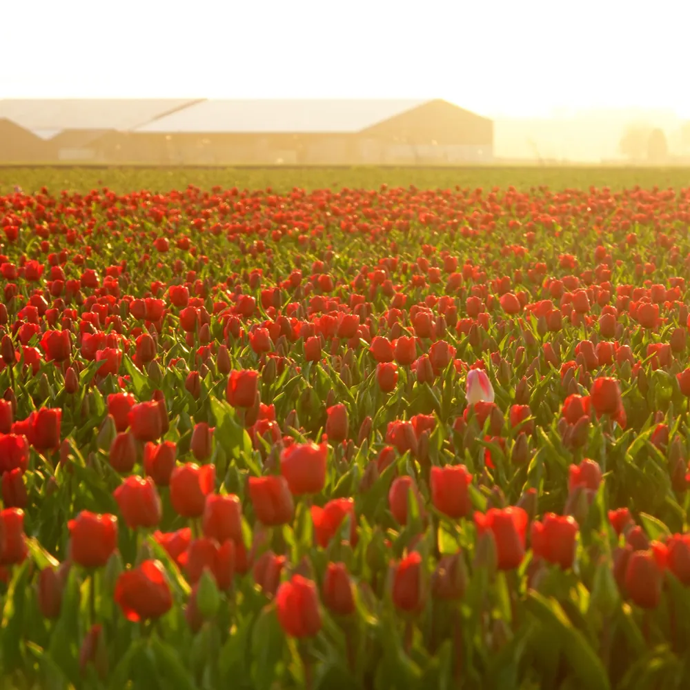 Een veld met rode tulpen bij Biddinghuizen: alle rijscholen in Biddinghuizen op een rij