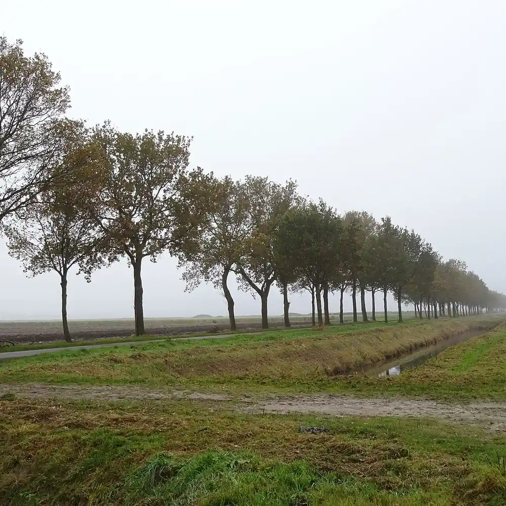 Een weg met bomen bij Borgercompagnie: rijscholen in Borgercompagnie vergelijken
