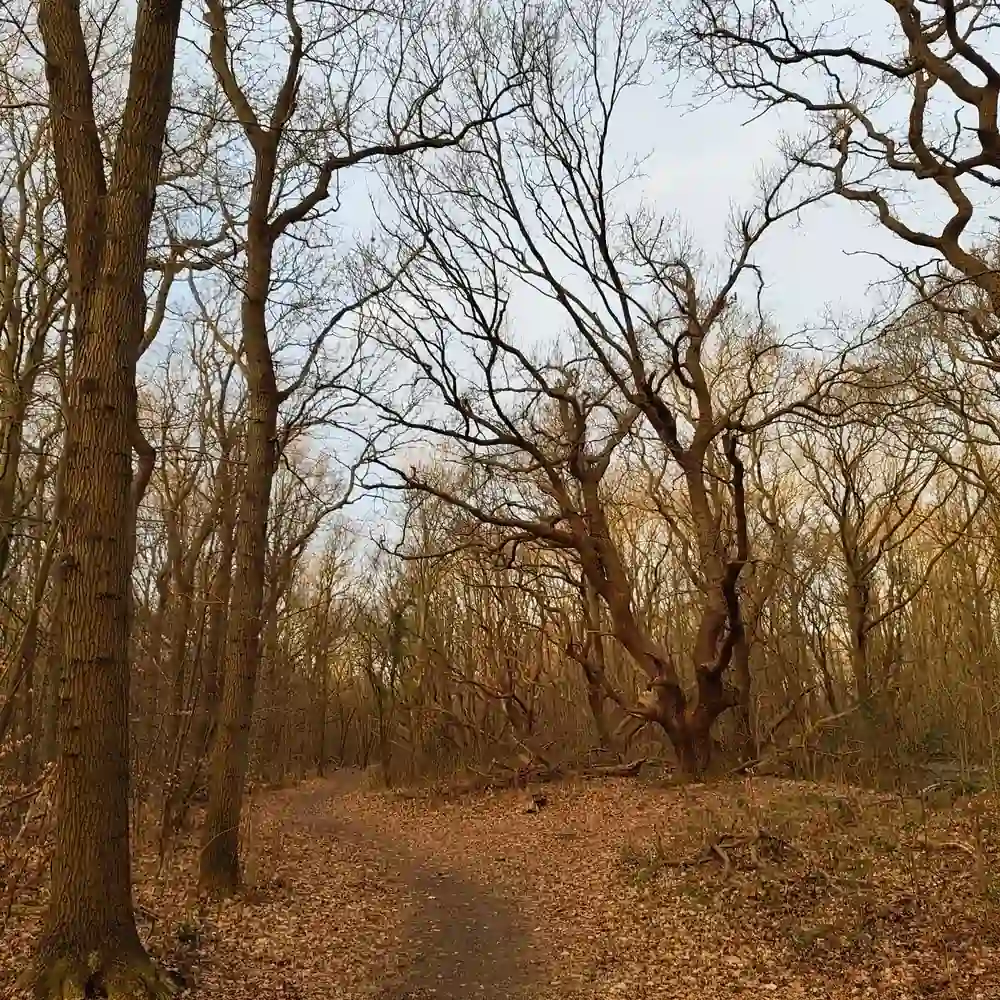 Een bospad bij Castricum in de herfst, waar je de rijscholen in Castricum kunt vergelijken