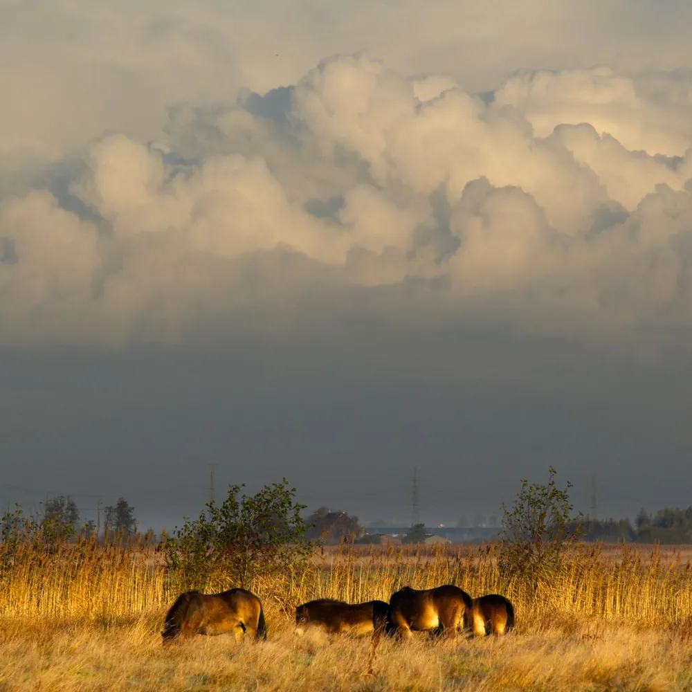Paarden in het landschap bij Eelderwolde, waar je de rijscholen in Eelderwolde kunt vergelijken