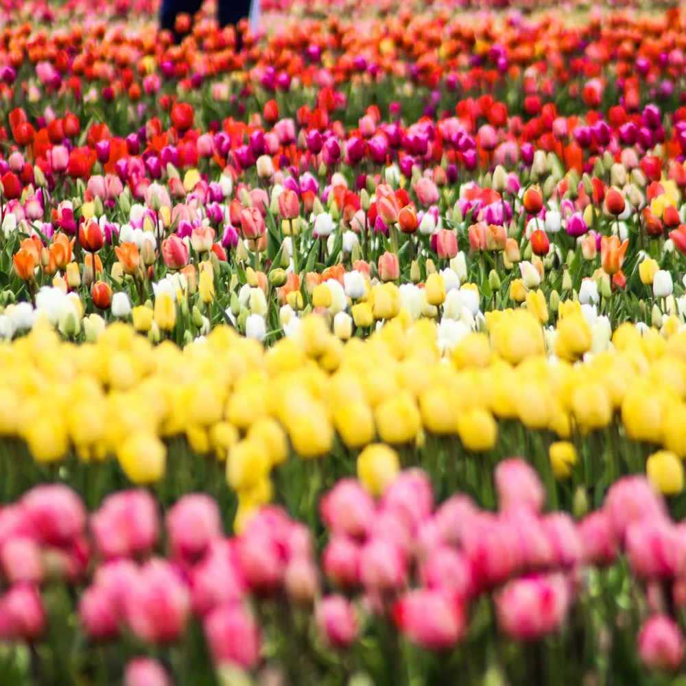 Bloeiende tulpenvelden bij Hillegom: rijscholen in Hillegom vergelijken