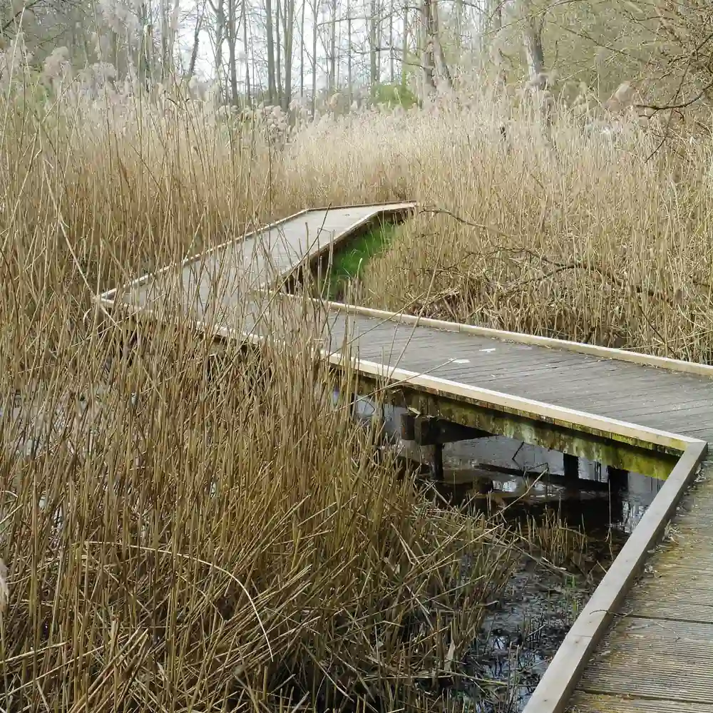 Een vlonderpad door het riet bij Hoensbroek: vergelijk de rijscholen in Hoensbroek