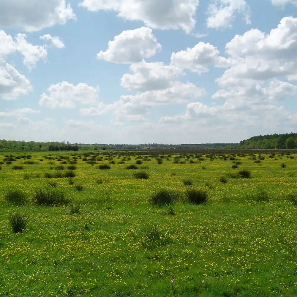Het landschap bij Hoogersmilde: rijscholen in Hoogersmilde vergelijken