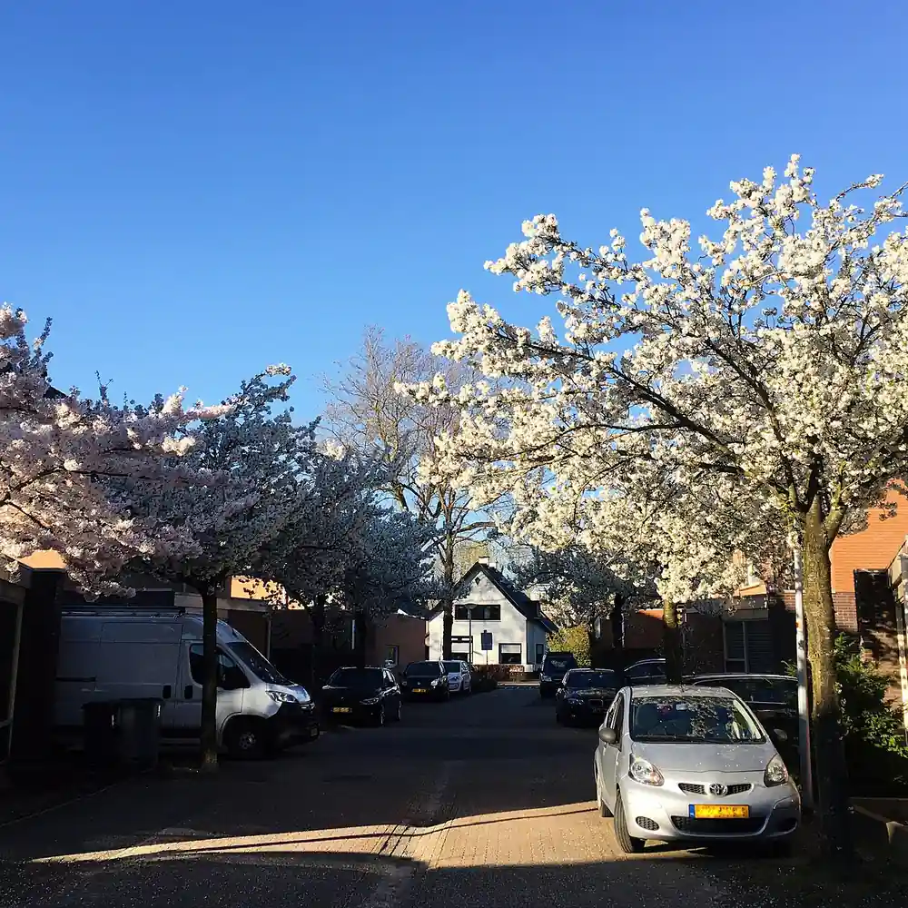 Een straat met bloeiende bomen in Huissen, waar je de rijscholen in Huissen kunt vergelijken