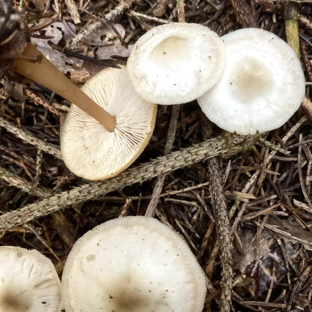 Paddenstoelen in het bos bij Kolham, waar je de rijscholen in Kolham kunt vergelijken