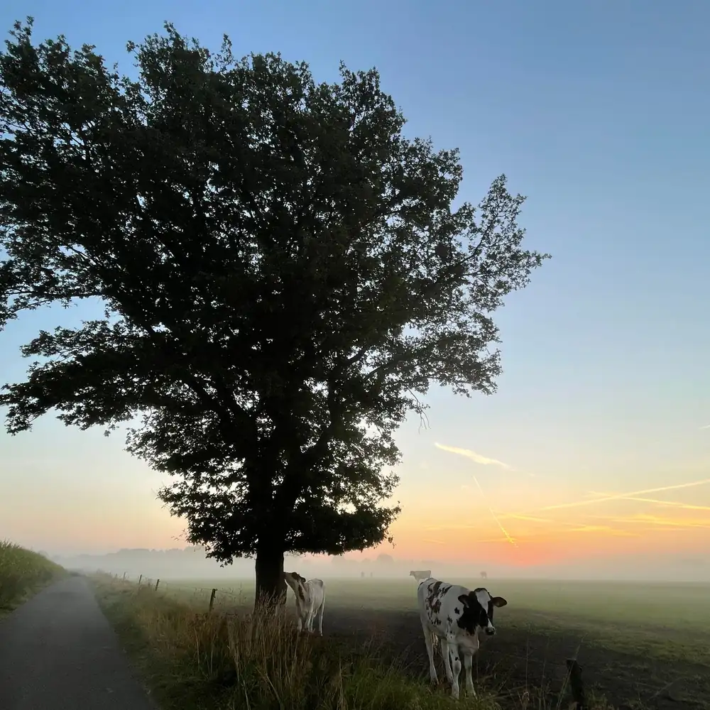 Het landschap bij Lochem bij zonsondergang: rijscholen in Lochem vergelijken