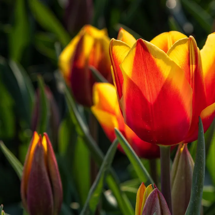 Tulpen in Middelharnis: vergelijk de rijscholen in Middelharnis