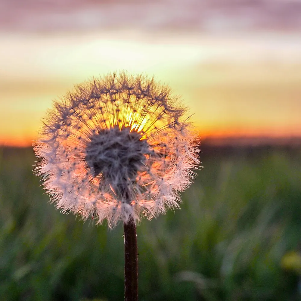 Een paardenbloem bij zonsondergang in Nieuw-Weerdinge: vergelijk de rijscholen in Nieuw Weerdinge