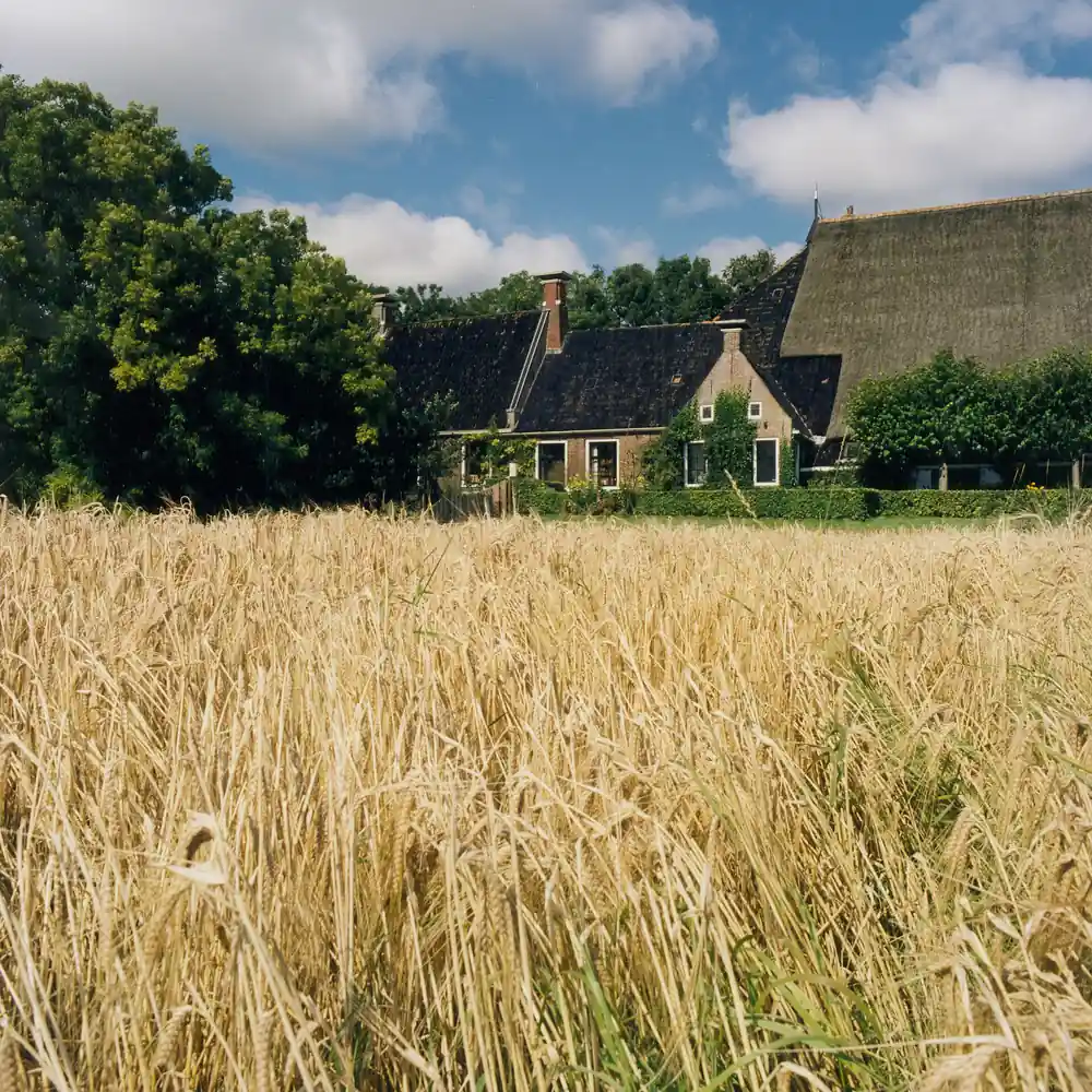 Een boerderij aan een graanveld bij Oosternijkerk: alle rijscholen in Oosternijkerk op een rij