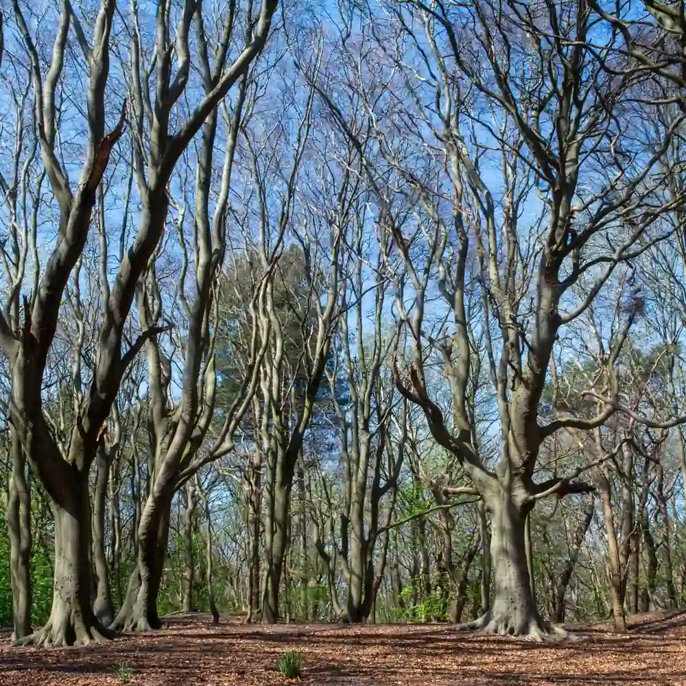 Een bos bij Oostvoorne: rijscholen in Oostvoorne vergelijken