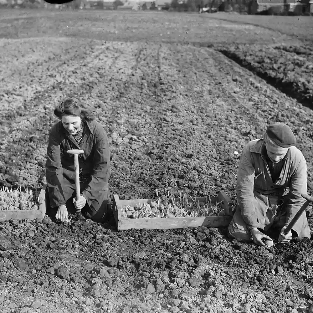 Aardappelen poten bij Opperdoes op een oude foto: alle rijscholen in Opperdoes op een rij