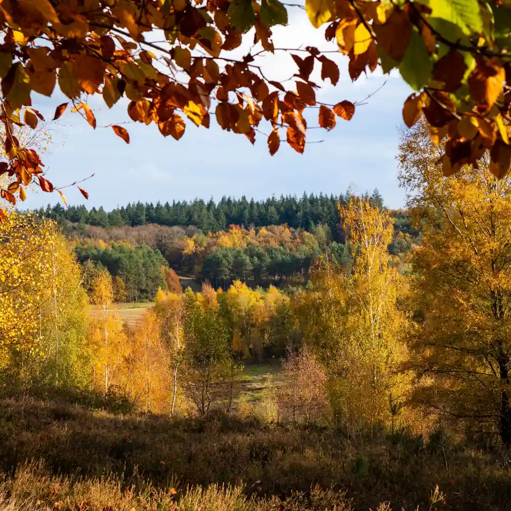 Herfstkleuren in een park in Rhenen: vergelijk de rijscholen in Rhenen
