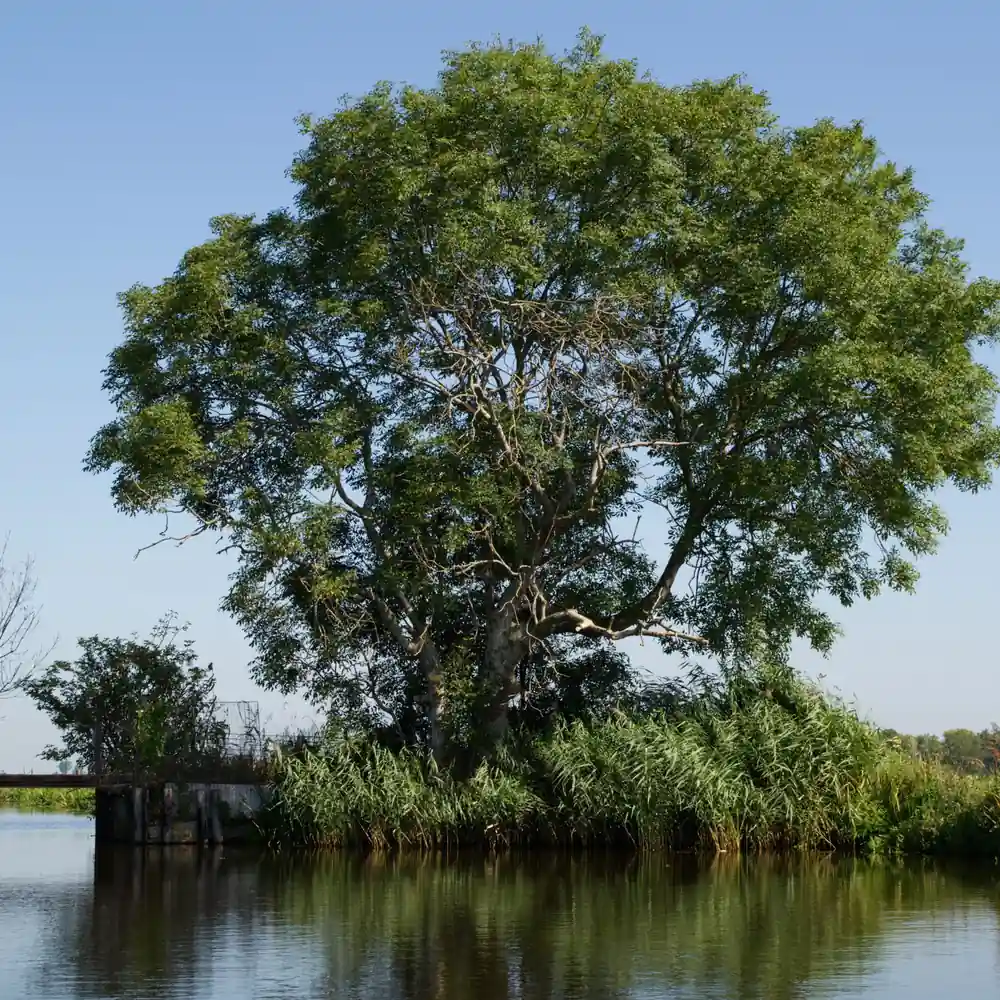 Een boom aan het water bij Stolwijk: alle rijscholen in Stolwijk op een rij