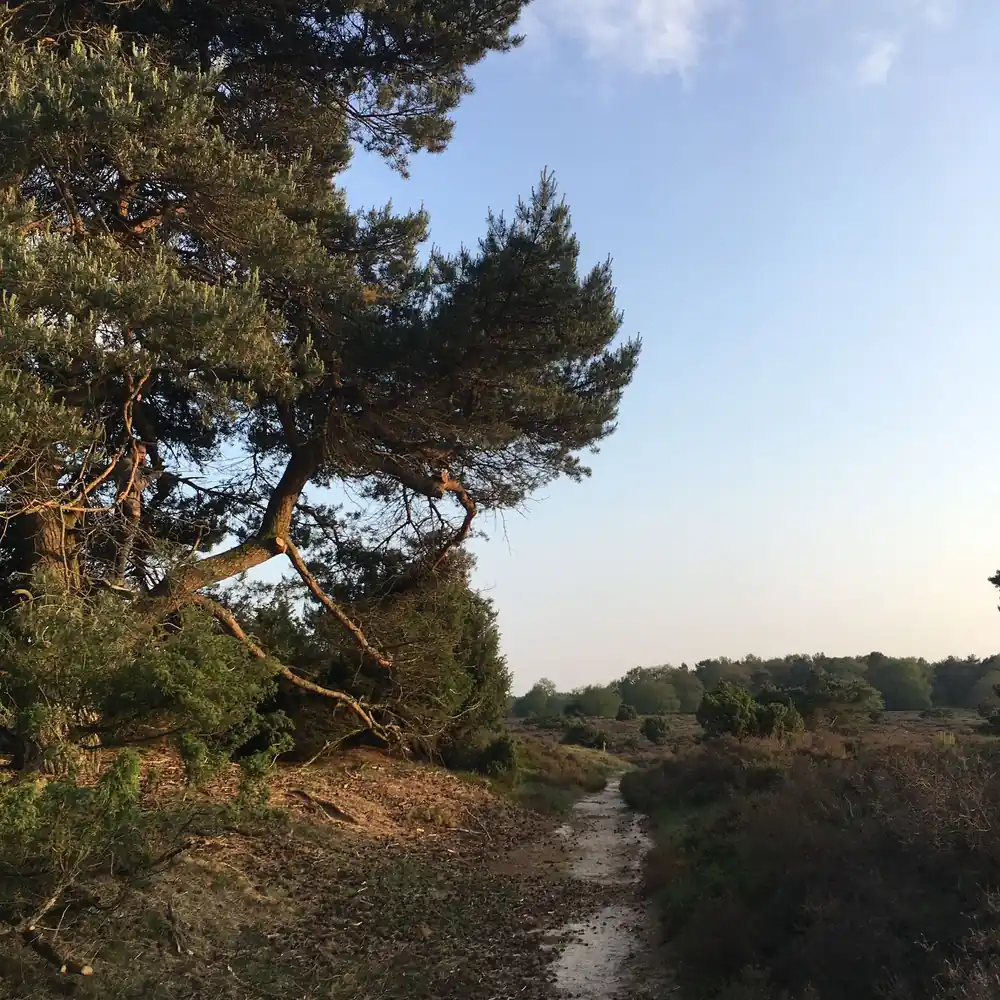 Een pad door de heide bij Uffelte: alle rijscholen in Uffelte op een rij