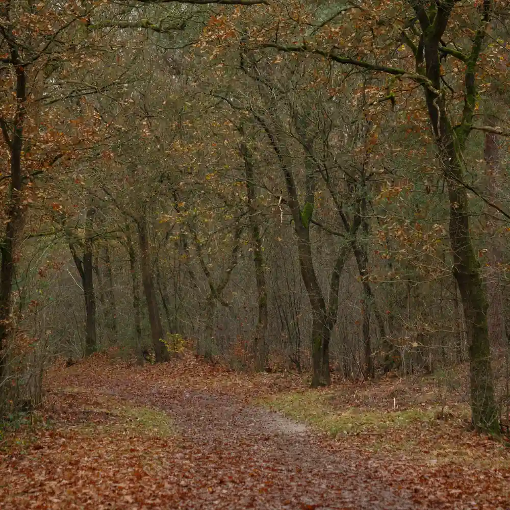 Een bospad bij Voorthuizen in de herfst: rijscholen in Voorthuizen vergelijken