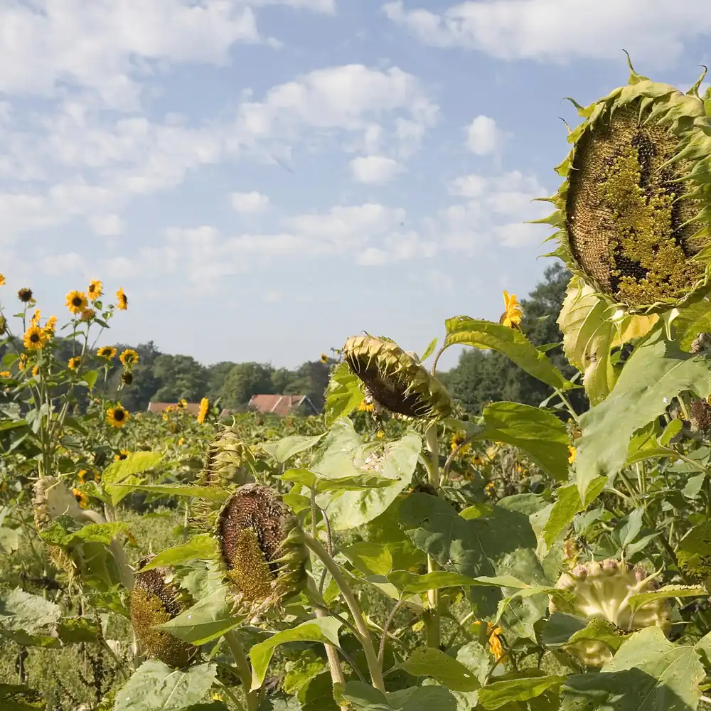 Zonnebloemen in het landschap bij Winterswijk-Brinkheurne, waar je de rijscholen in Winterswijk Brinkheurne kunt vergelijken