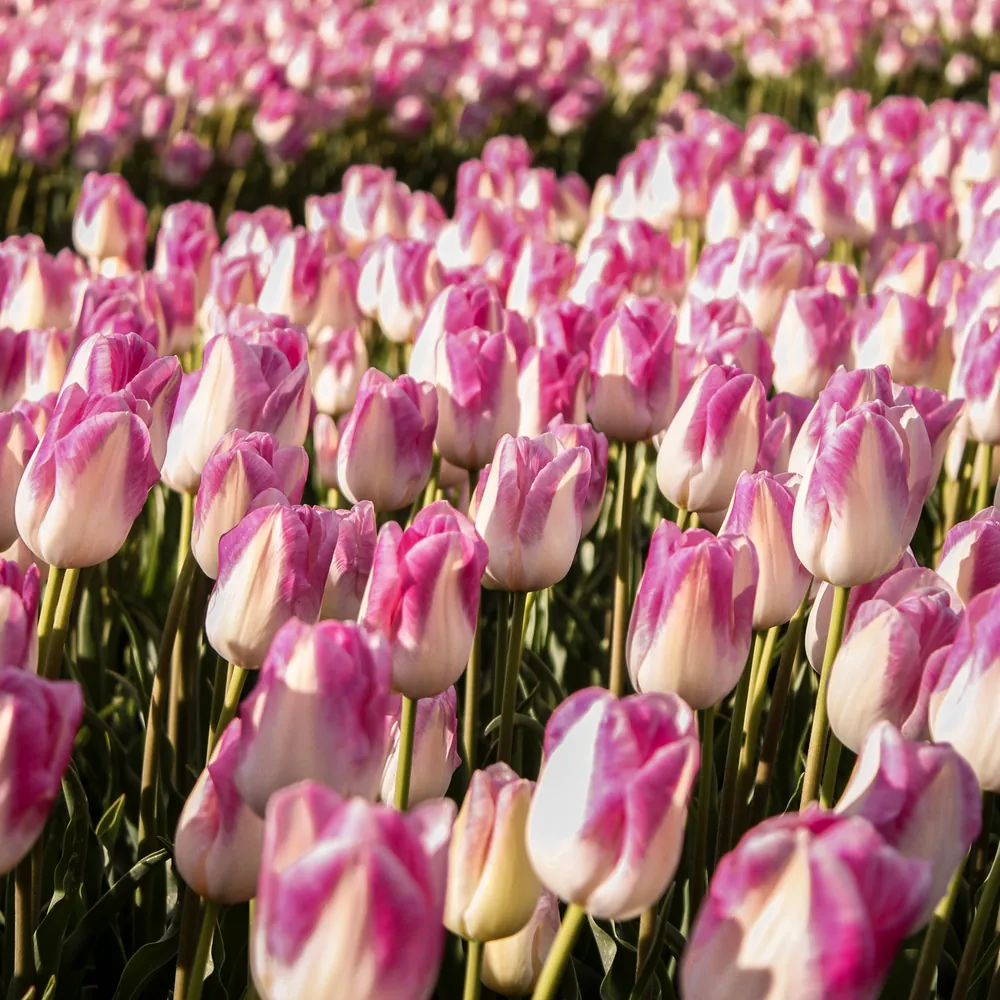 Een bloeiend tulpenveld bij Zeewolde: vergelijk de rijscholen in Zeewolde