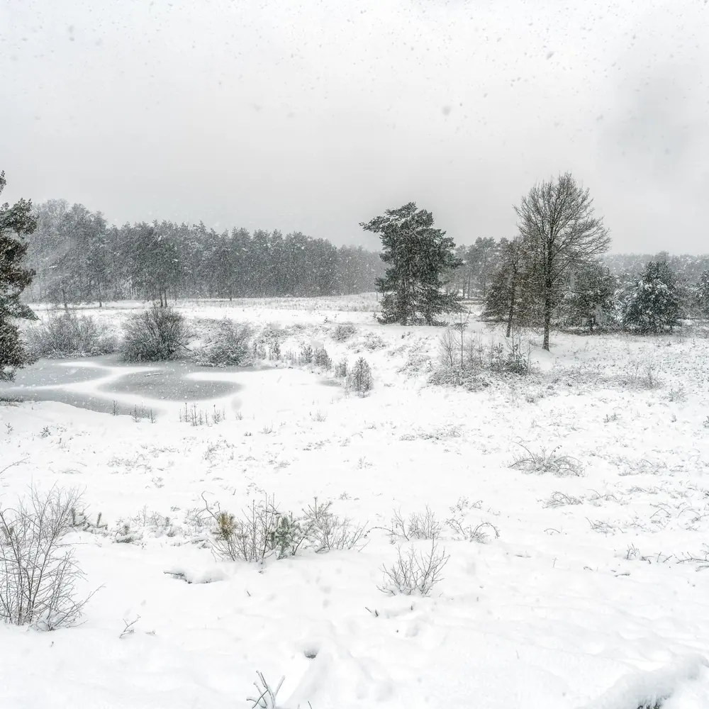 Besneeuwde bossen bij Zeist, waar je de rijscholen in Zeist kunt vergelijken